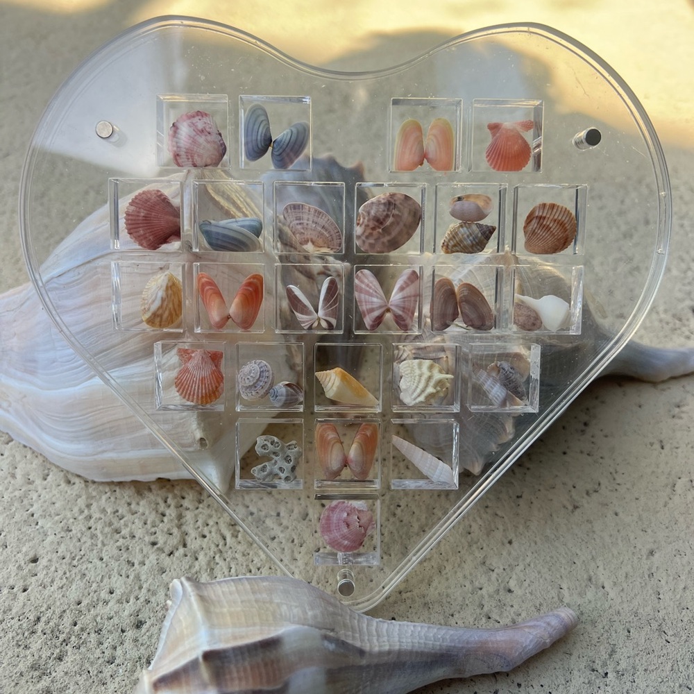 Heart-Shaped Seashell Display - Picture 2 of 8
